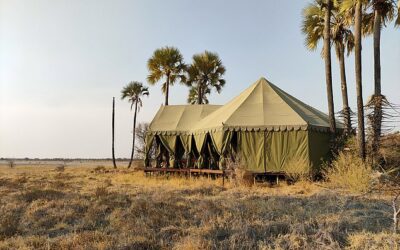 How the other half ‘safari’: I visited a royal-approved camp hidden in the middle of the desert quite unlike anything I’ve ever seen – and even the meerkat is world famous