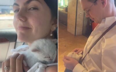 Newlyweds on Their Way to Honeymoon Rescue Tiny Kitten from Highway: ‘Our Wedding Gift from the Universe’