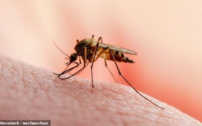 Warning as deadly and ‘body freezing’ virus detected in UK mosquitoes ‘for the first time’ – ‘they could infect humans’