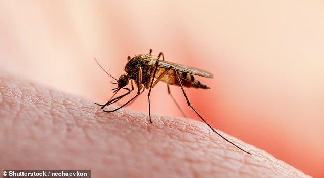 Warning as deadly and ‘body freezing’ virus detected in UK mosquitoes ‘for the first time’ – ‘they could infect humans’